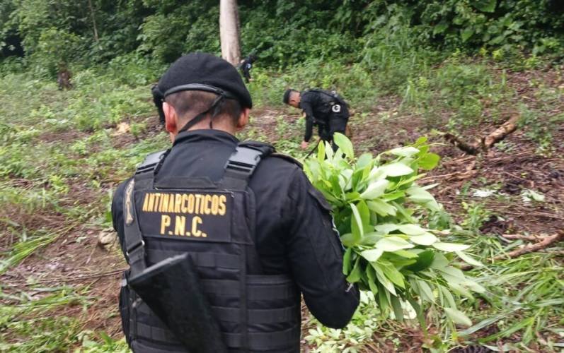 Autoridades de Guatemala erradican cultivos ilícitos de coca en operativos conjuntos