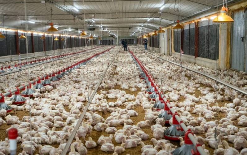 Avicultores aseguran abastecimiento de pollo y huevos pese a alza de costos internacionales