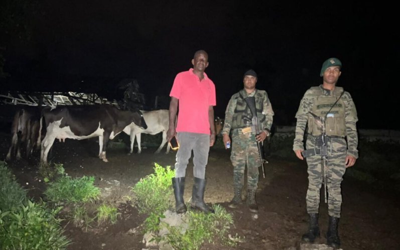 Ejército recupera 18 reses sustraídas en operativo en Dajabón