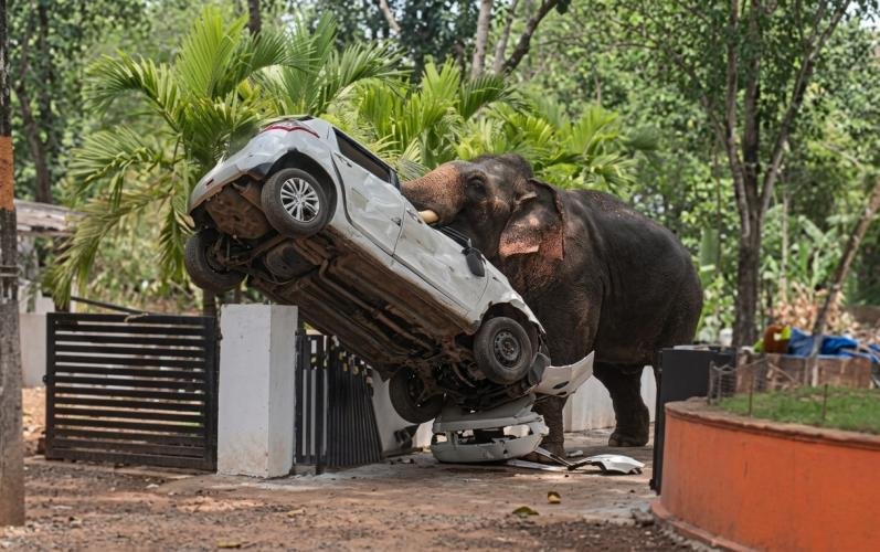 Elefante causa muerte y destrozos durante festival Vishu en India