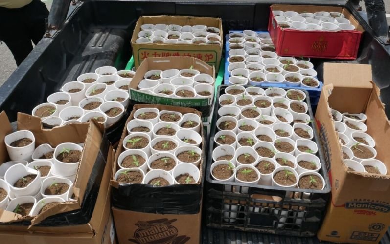 Ocupan más de 400 plantas de marihuana en Santo Domingo Oeste