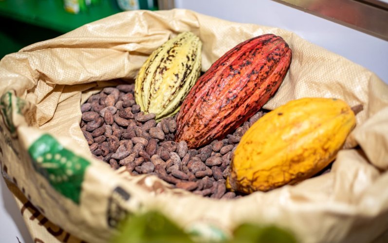Cacao dominicano genera US$669 millones tras crecer 55% en exportaciones